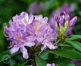 Rhododendron 8T97D-15